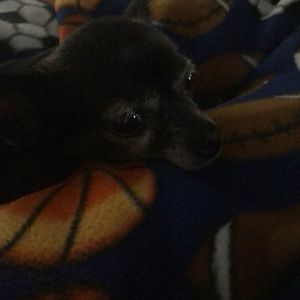 Meet your Posher, Star